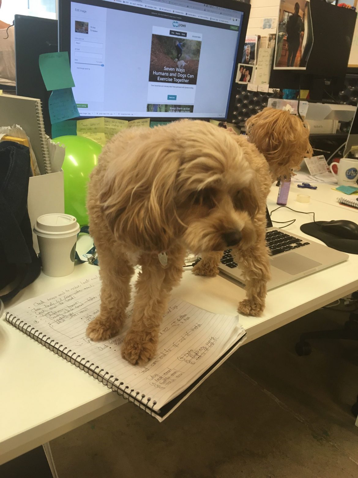 Mad Paws HQ's Office Doggy Daycare Mad Paws Blog