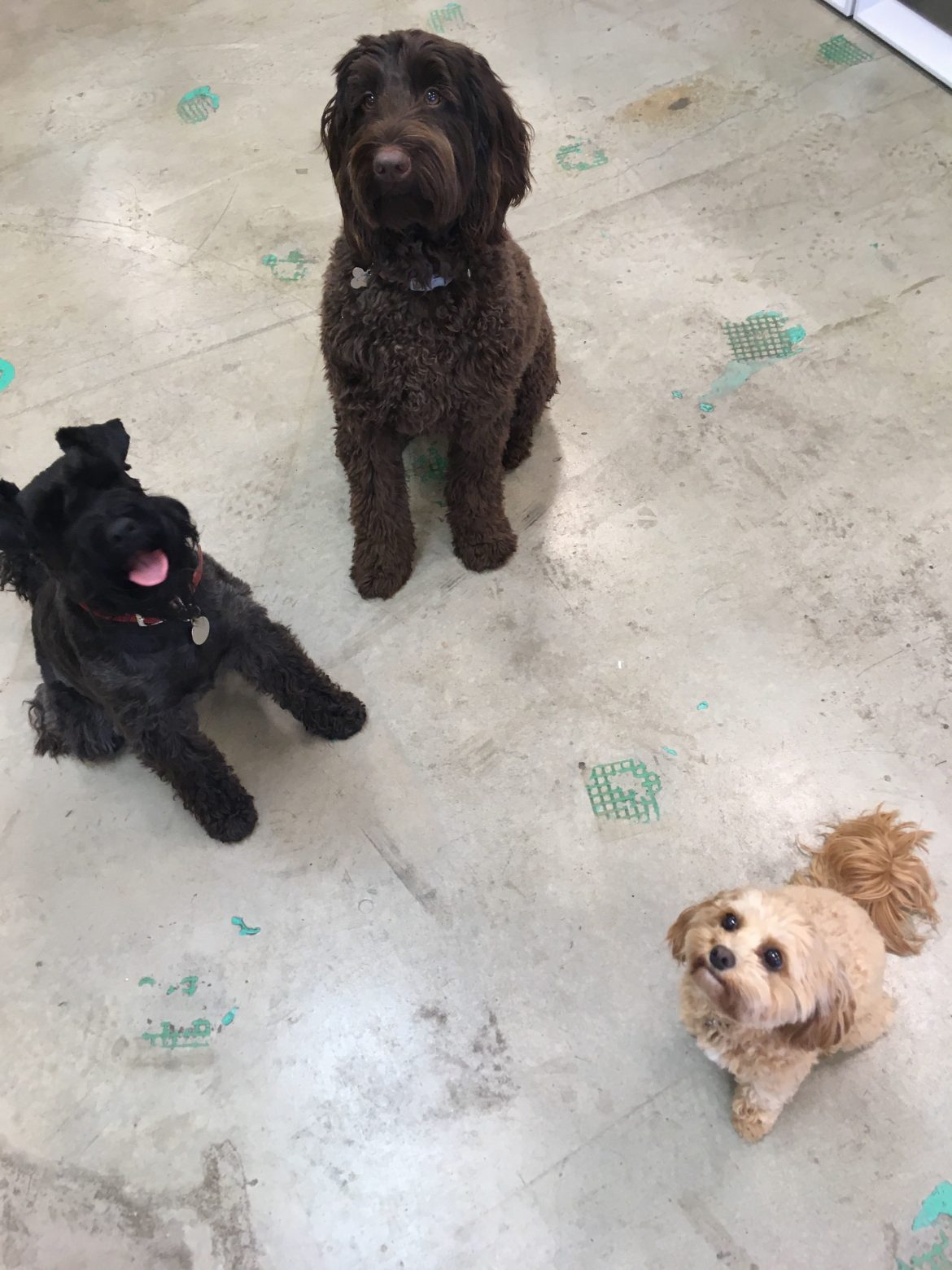 Mad Paws HQ's Office Doggy Daycare Mad Paws Blog