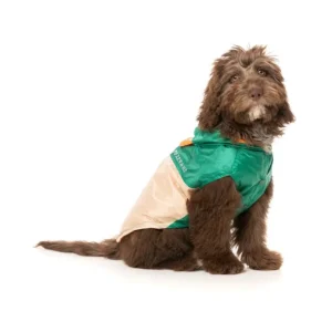 Dog jackets are a great addition to every winter walk
