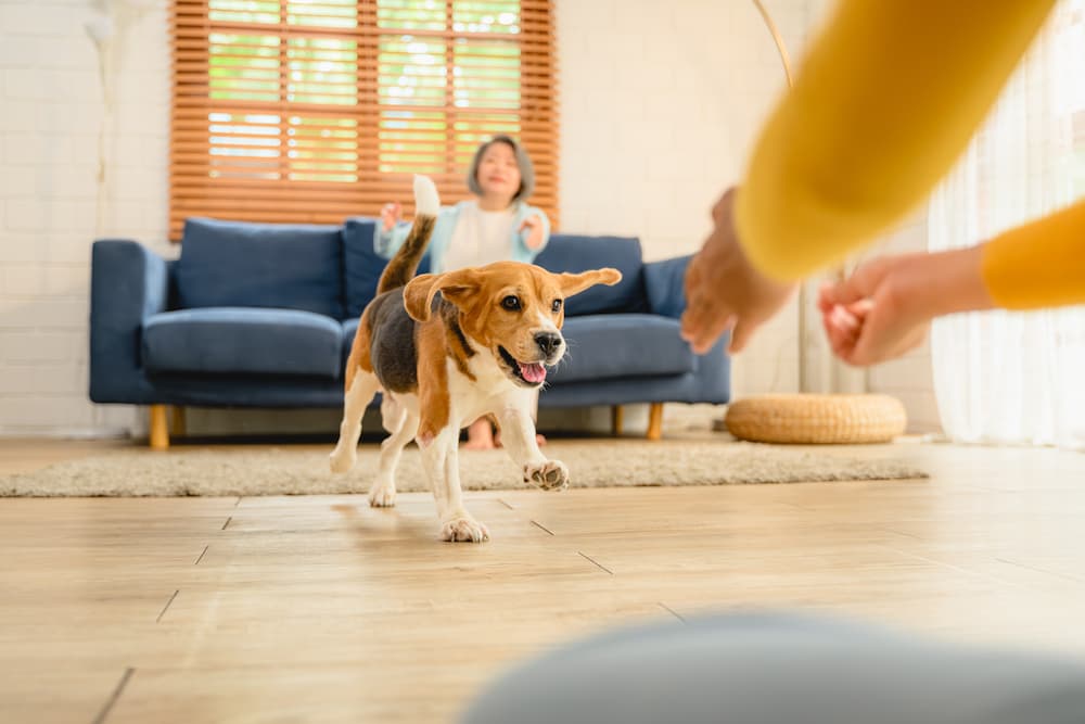 Do dogs have a favourite family member? We reveal all...