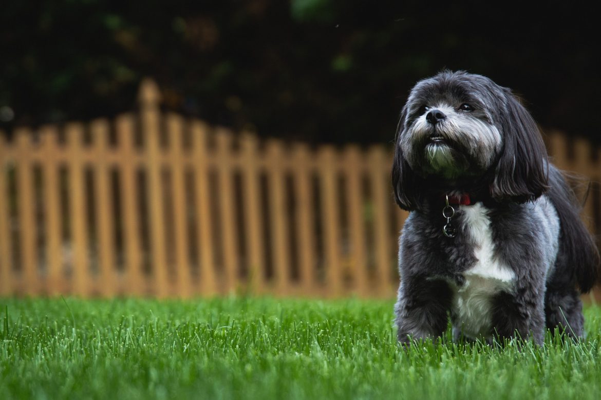 Dog Neighbours 5 Tips to Stop Your Neighbours Complaining about Your Dog