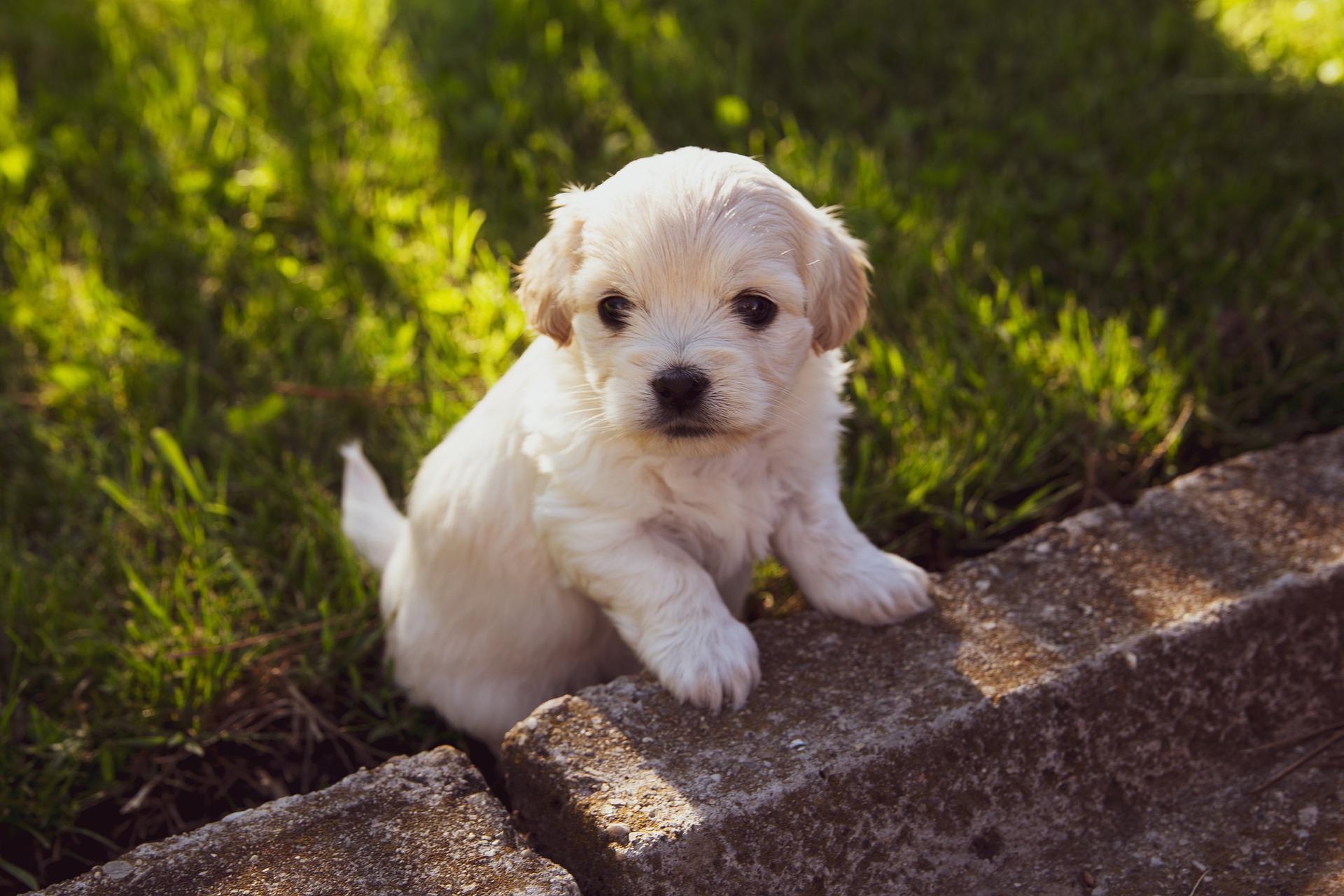 Five Considerations when Caring for Small Dogs | Mad Paws Blog