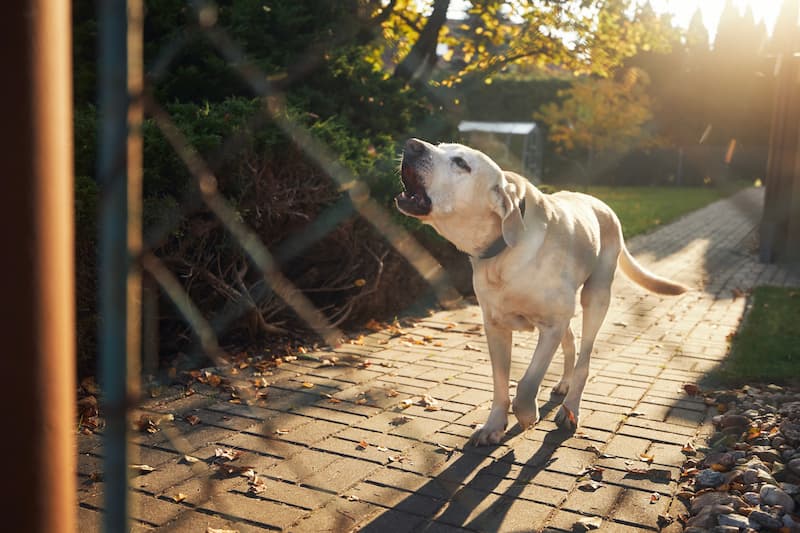 Neighbours complaining about your dog?