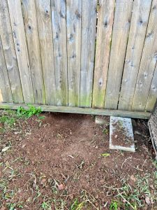 Is your dog digging through to the neighbours yard?