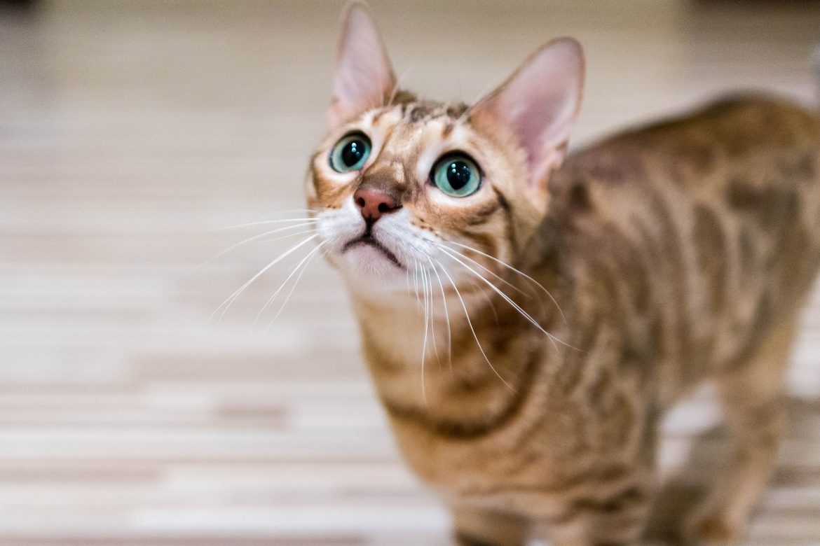 Bengal Cat Breed
