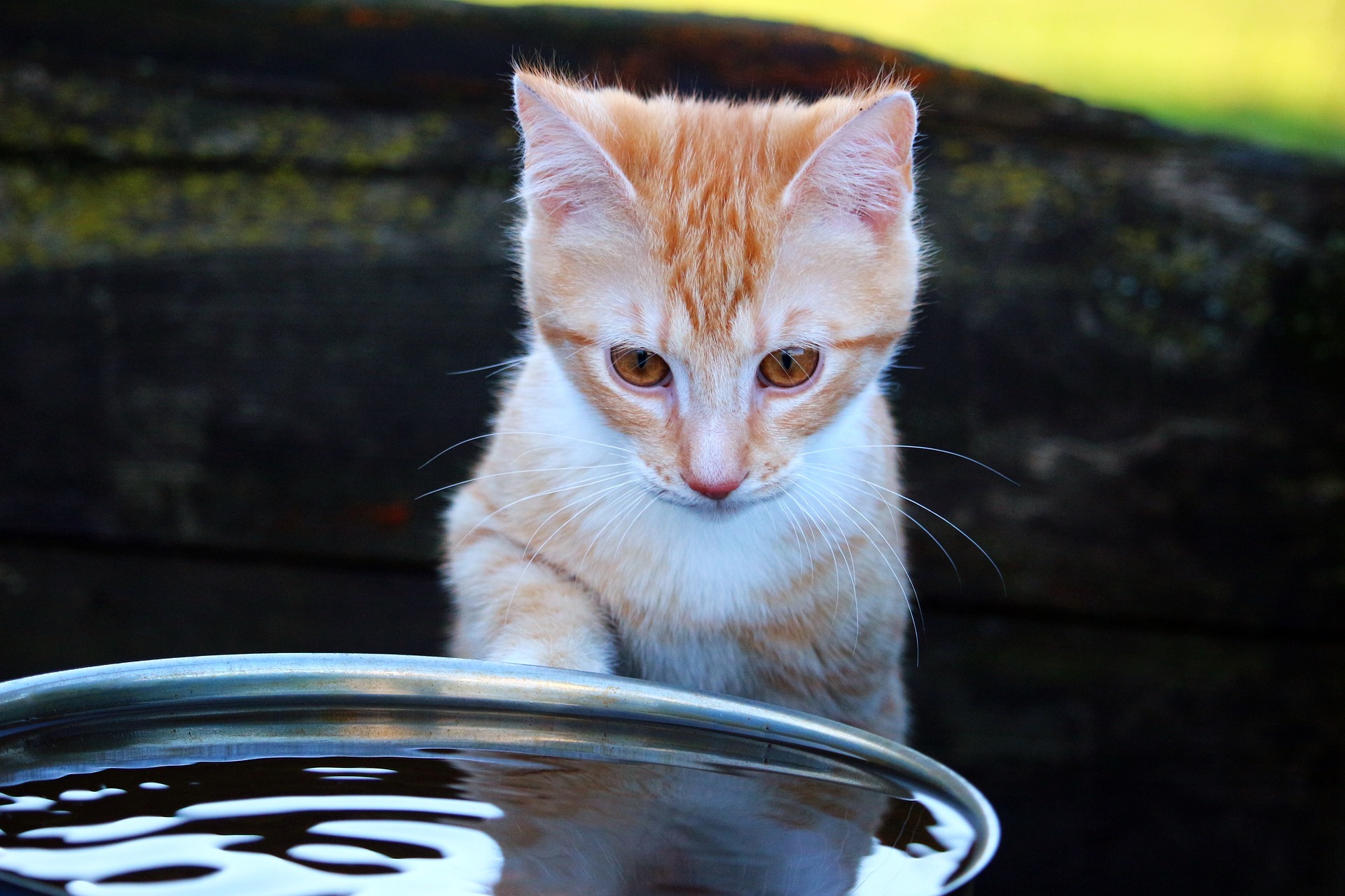Why Are Cats Afraid Of Water?  