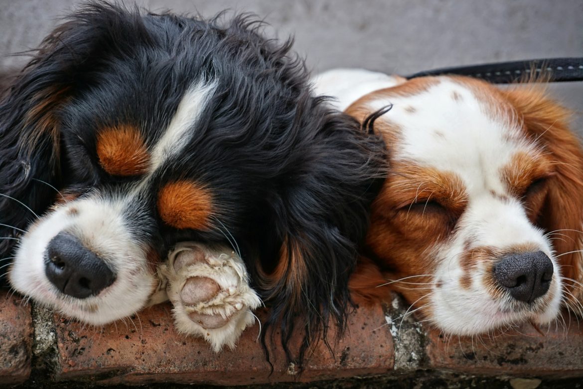 Do Dogs Dream? Do Dogs Dream?