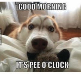 Do Dogs Think About Strange Things?