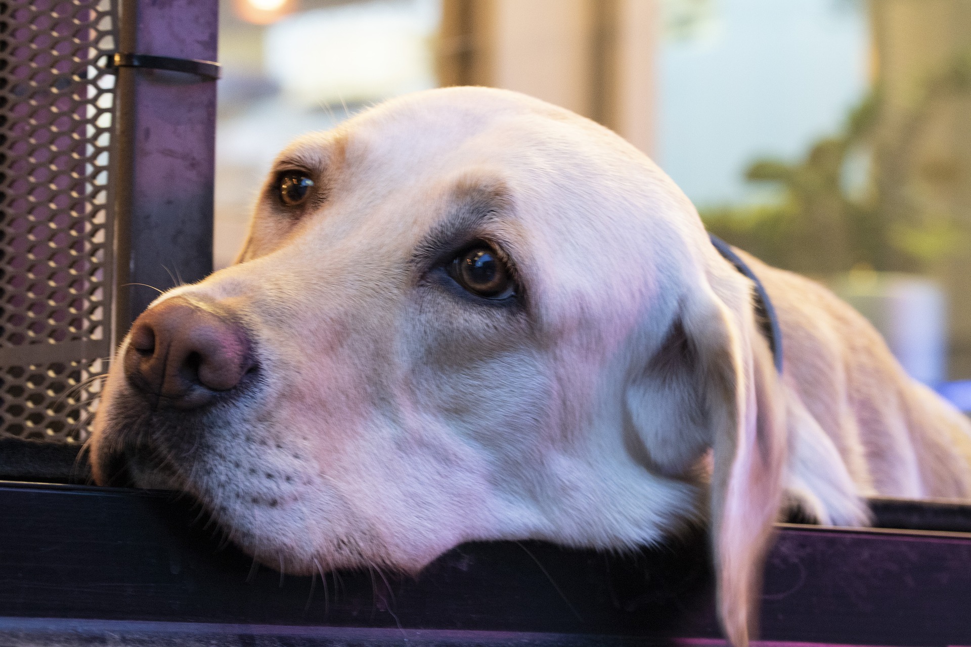 What Language Do Dogs Think In