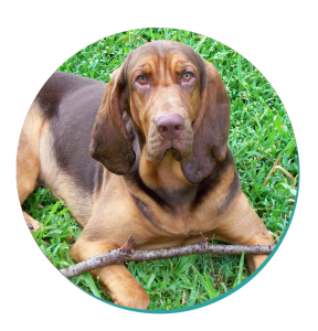 Bloodhound Dog Breed