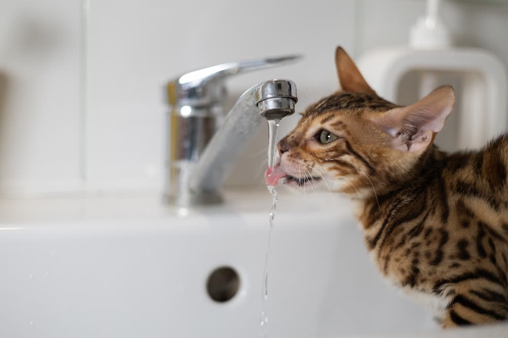 Cats like control so water is OK when it's coming out from a tap. A bath on the other hand? Too much!