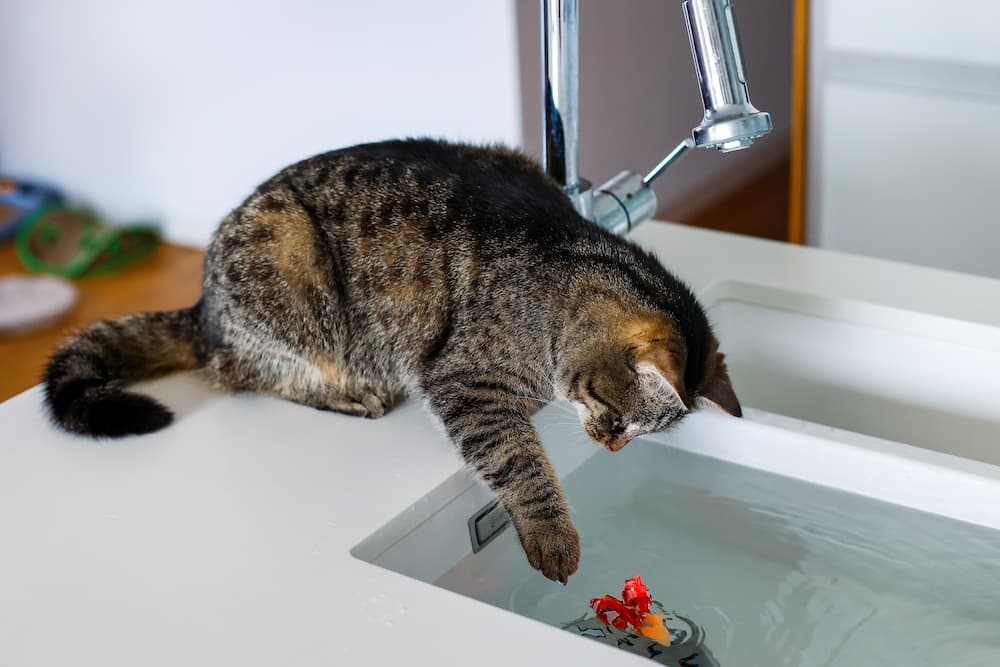 Many cats dislike water, so making water play fun can help teach them to tolerate it