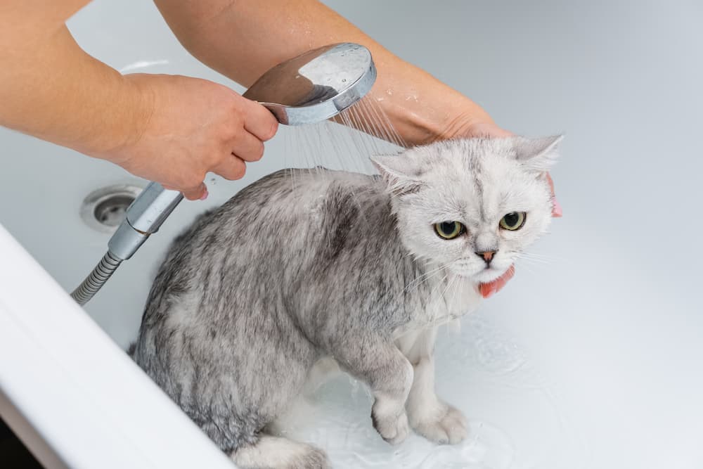 Why do cats dislike water?