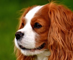 what is the best dog breed for apartment living