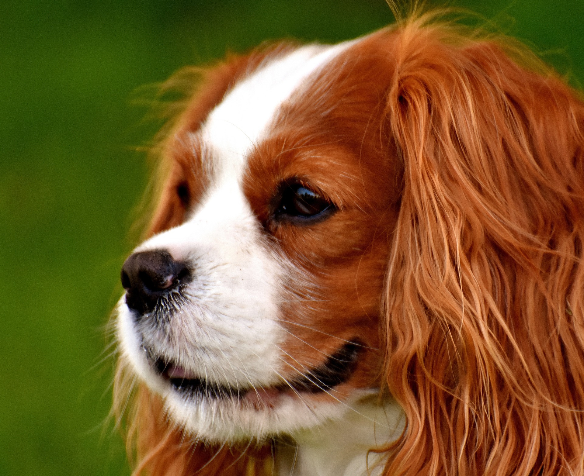 best dog breed for apartment