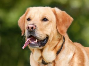 Best Dog Breeds for Families