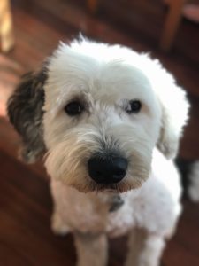 Henry the Old English Sheepdog