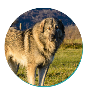 Dog Breed Corner Sarplaninac