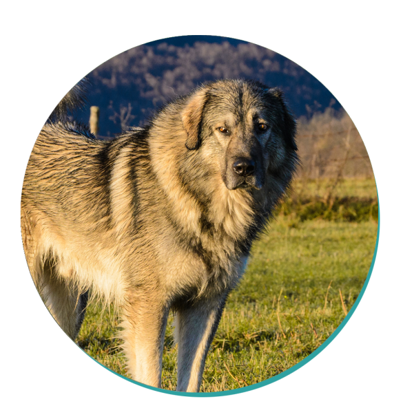 Sarplaninac | Dog Breeds | Breed Information | Mad Paws