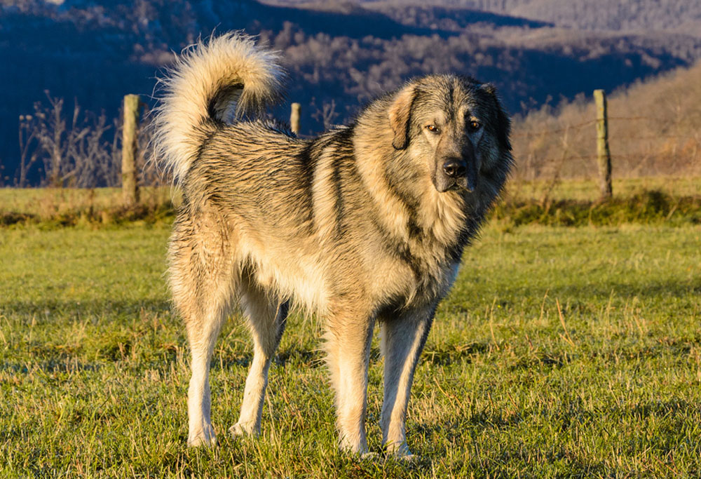 sarplaninac dog