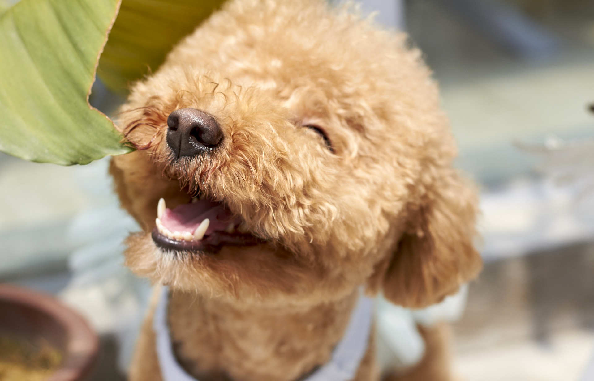 what dog breed is good for allergy sufferers