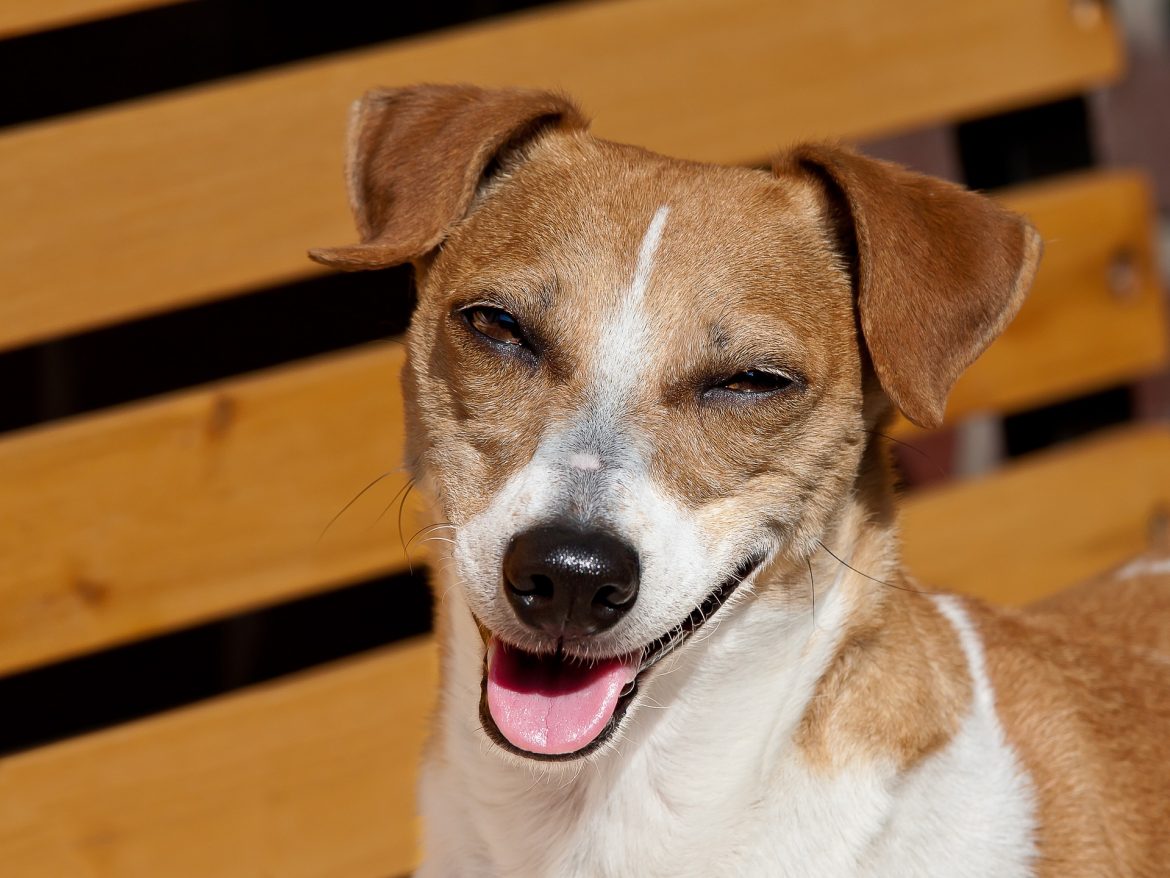 Why Do Dogs Eat Their Own Poop? Mad Paws Blog