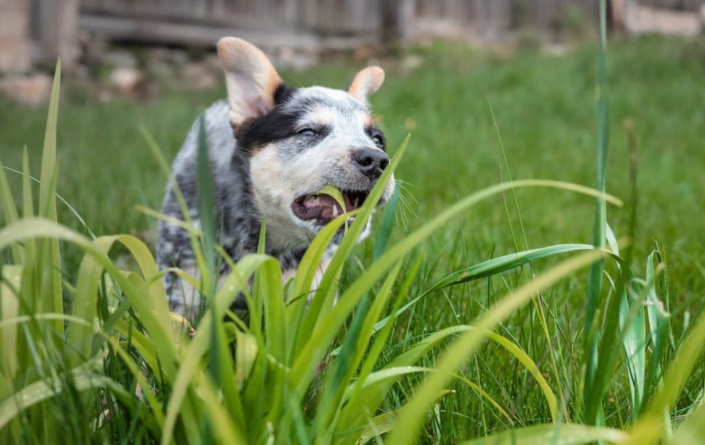 why do dogs eat grass? It might not be what you think!