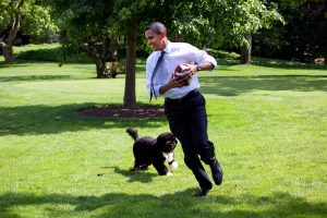 Bo the Portuguese Water Dog