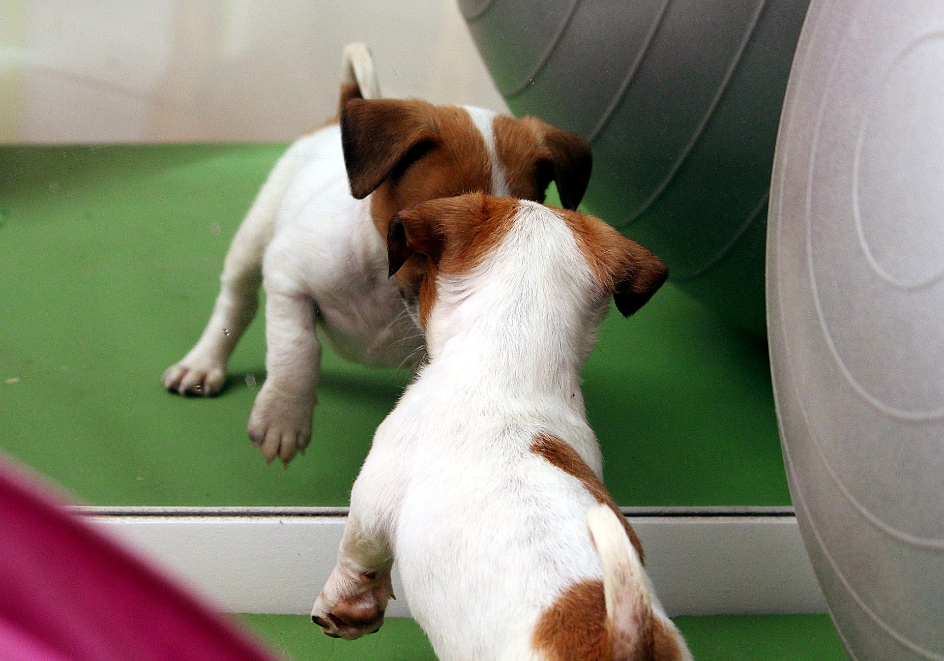 what do dogs think when they see themselves in the mirror