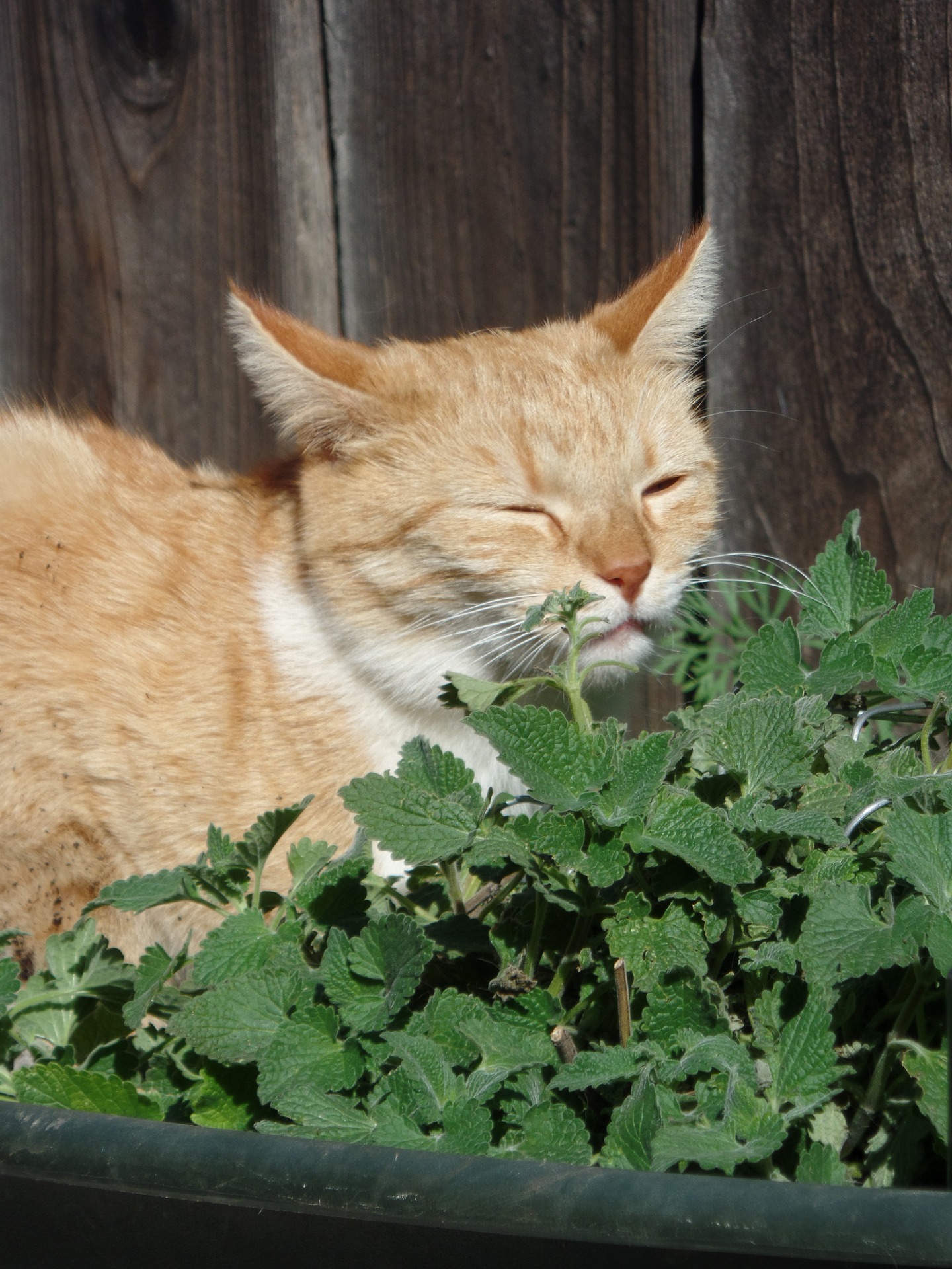 will catnip harm dogs