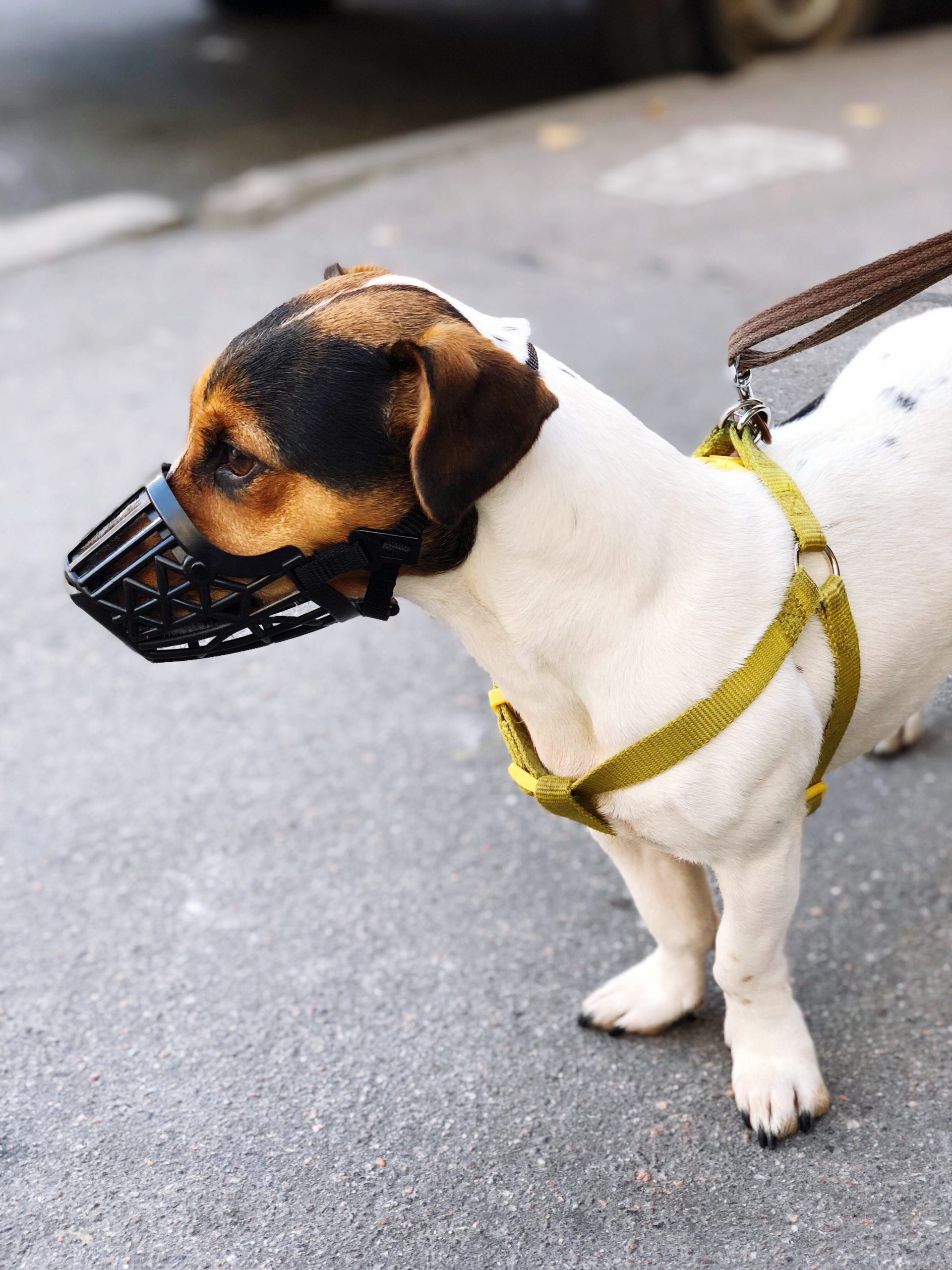 muzzle training a dog that bites