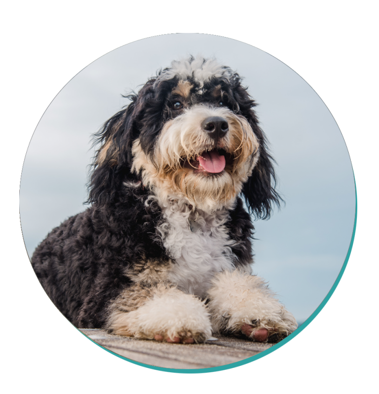 Bernedoodle: Dog Breeds | Breed Information | Mad Paws
