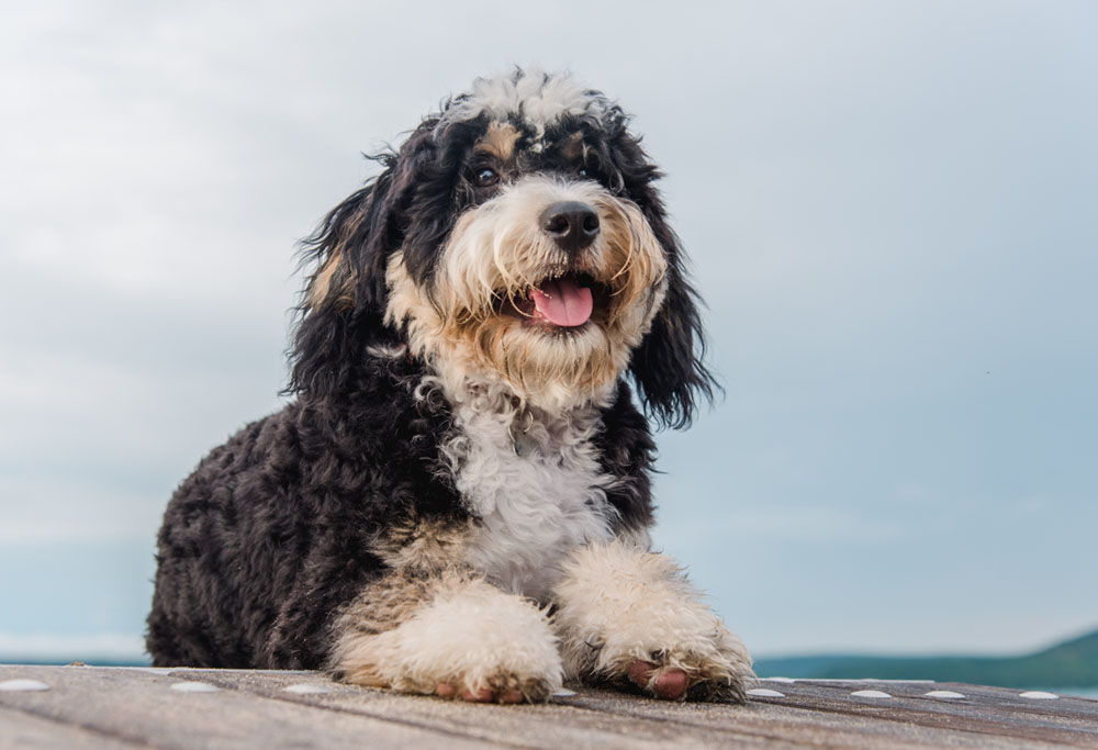 bernedoodle about