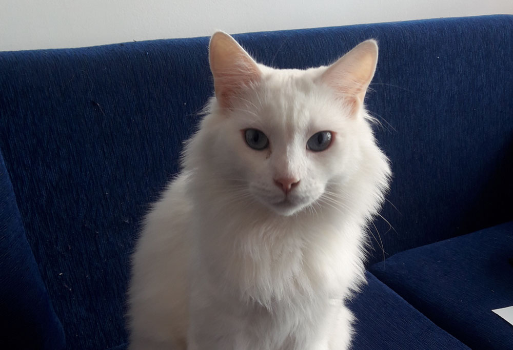 White Turkish Angora Kittens White Turkish Angora Kittens