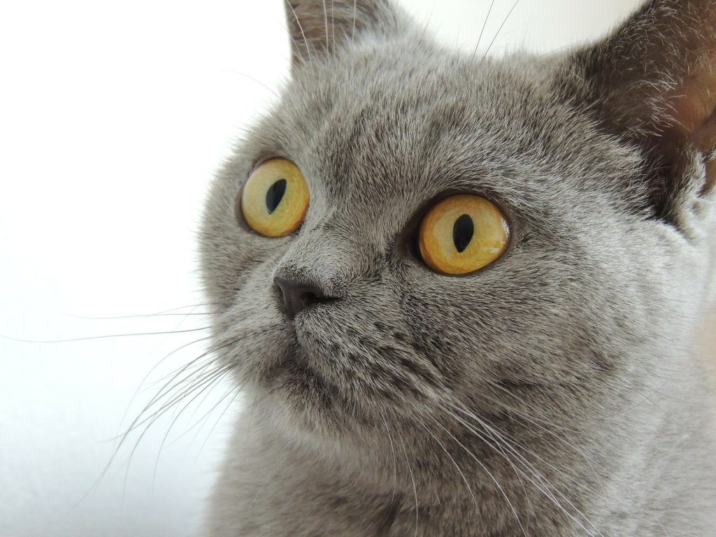 How Do Cats Apologise?