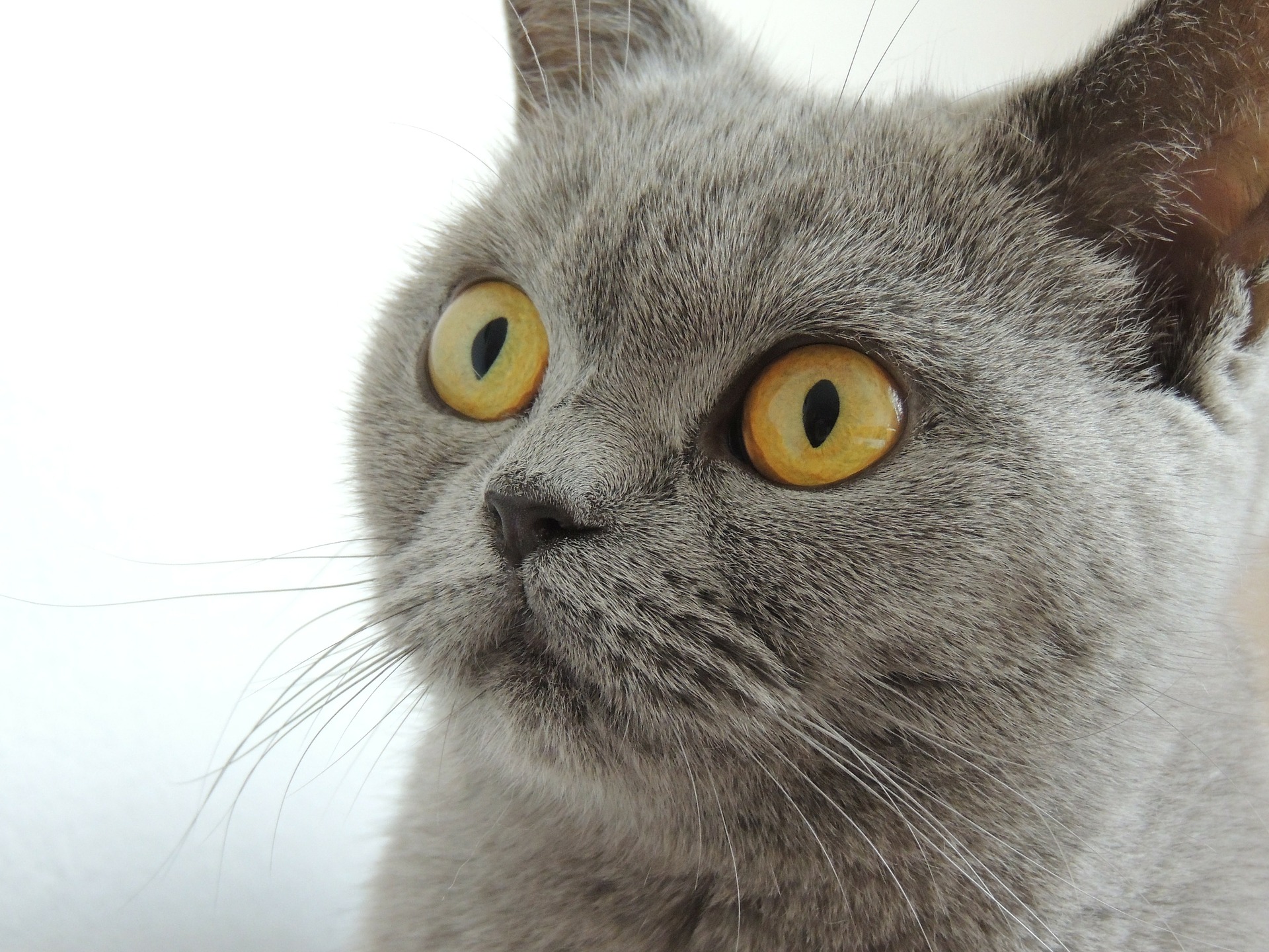 Why Your Cat May Be To Blame For Your Anger Problems