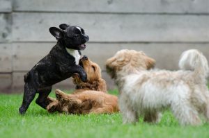How to Choose the Right Dog