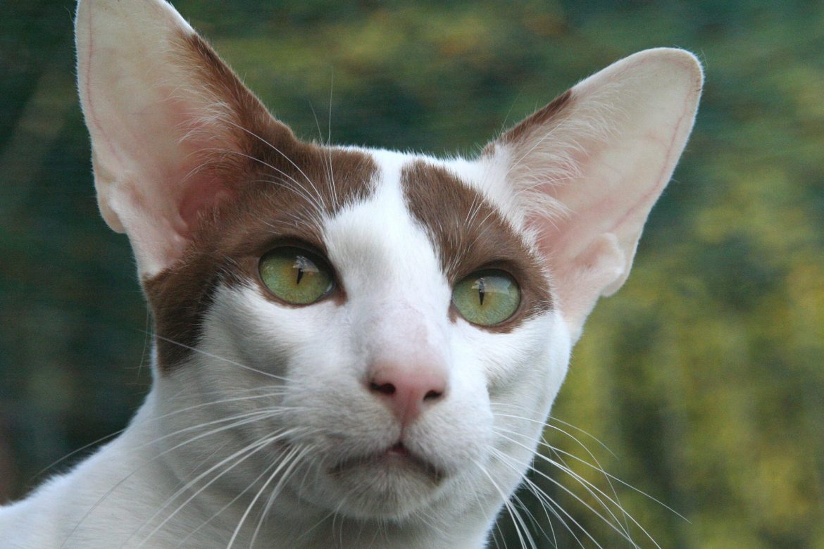 Oriental Shorthair: Cat Breeds | Breed Information | Mad Paws
