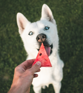 Spring Dog Treat Recipe