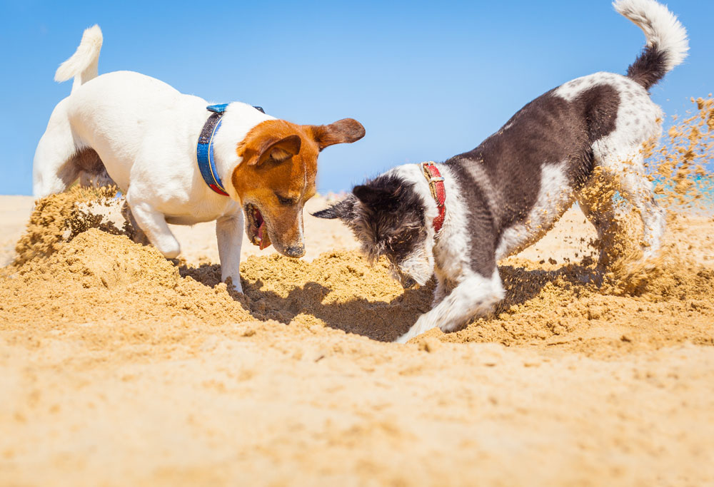 Why Do Dogs Bury Their Favourite Things? | Mad Paws Blog