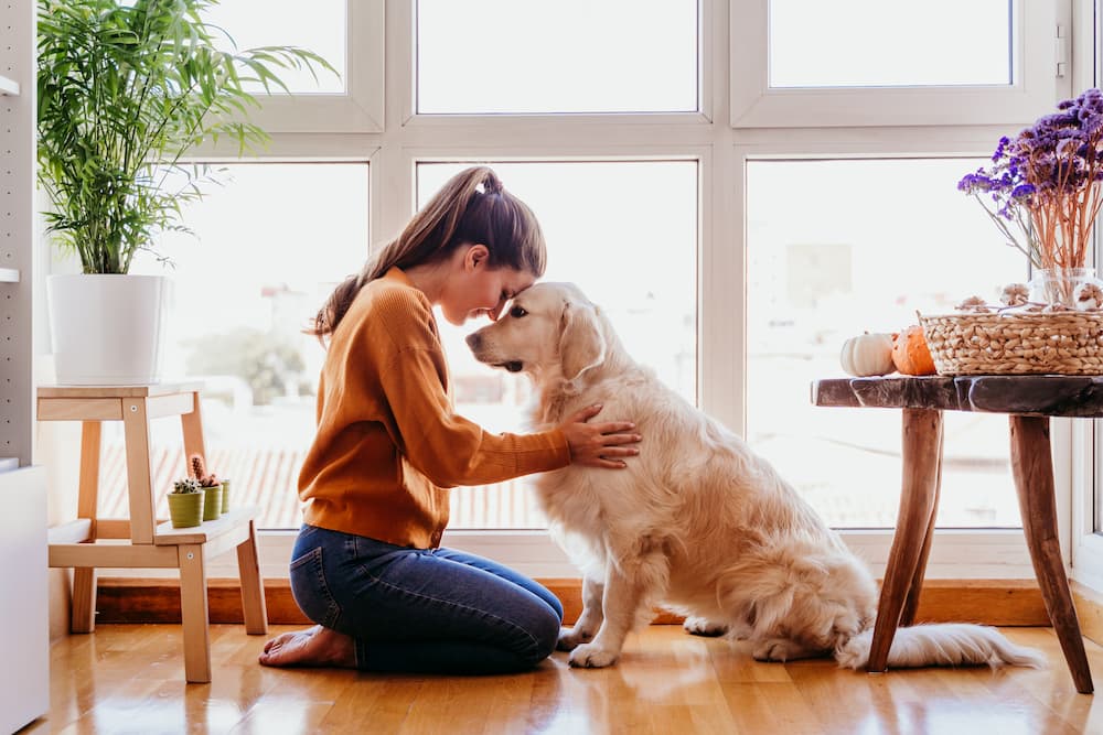 21 (Super Easy) Ways To Mentally Stimulate Your Dog - Dog Sense