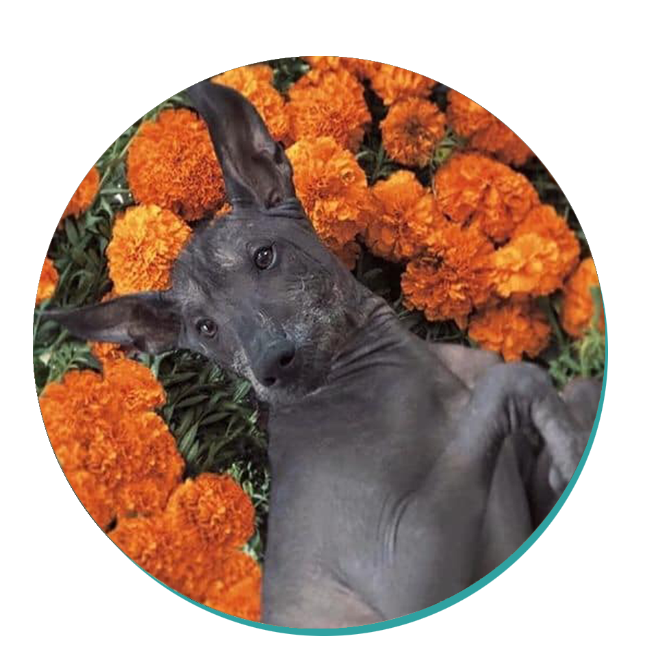 Xoloitzcuintli Dog Breeds Breed Information Mad Paws