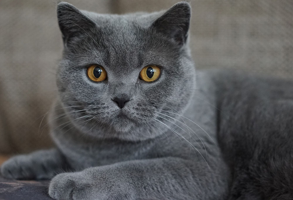 Chartreux cat sitting on a chair