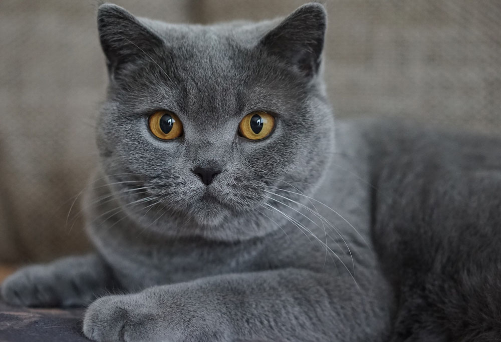 buy chartreux cat