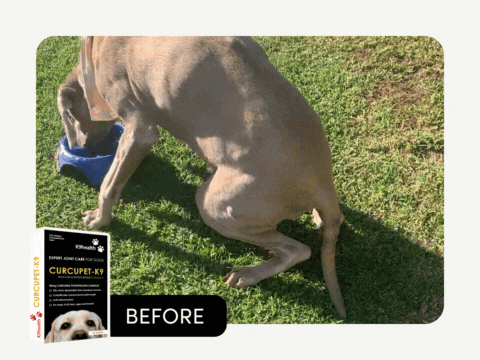 Curcupet K9 natural remedy for joint pain in dogs