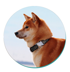 is a shiba inu a prey breed