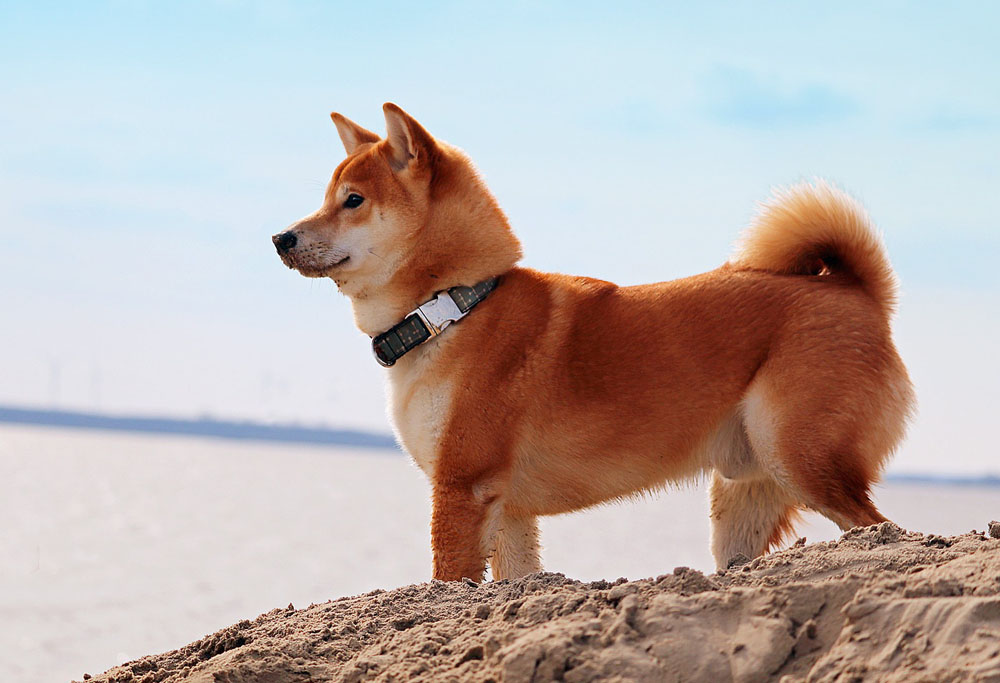 is a shiba inu a prey breed