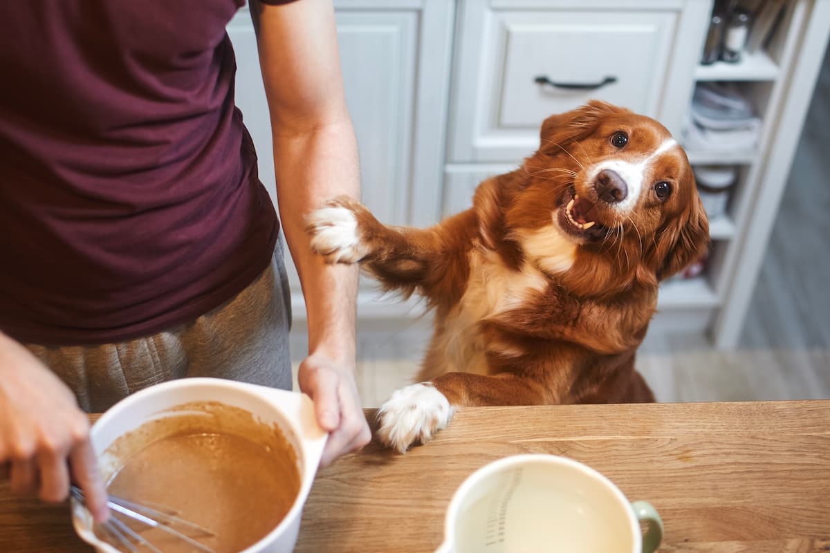 dog treat recipes