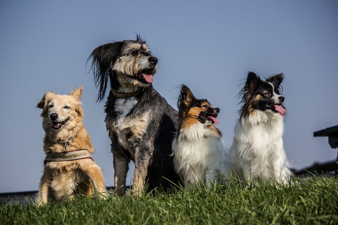 Dog Breed Personalities Dog Breed Personalities