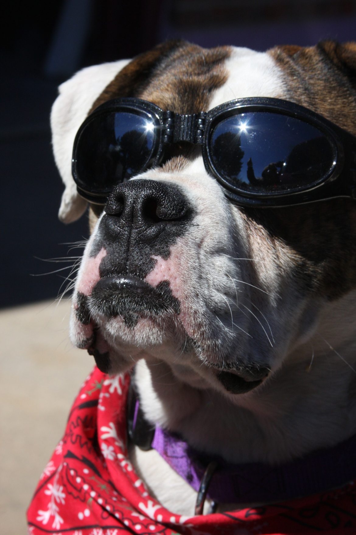 Eye Protection For Your Dog Eye Protection For Your Dog